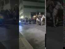 La cabalgata Solo mulas llega a Pensilvania