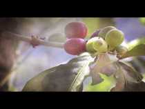 Las sonrisas del café