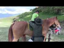 Con caballos brindan salud y felicidad