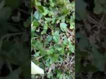 Ataque de abejas africanizadas picó a cinco personas en Victoria (Caldas)