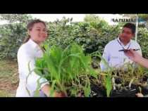 La ciencia detrás del híbrido de maíz