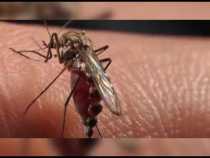 Controlan presencia del mosquito del zika en Manizales