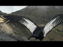 Avistamiento de cóndor en el Parque Nacional Natural Los Nevados