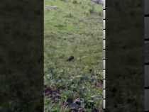 Captan un chigüiro en predio urbano de Anserma