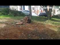 Árboles en Manizales necesitan atención