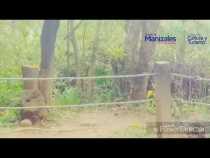 Tayra, en el Ecoparque Los Alcázares