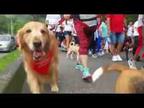 Caminata Mascotas al parque en Manizales