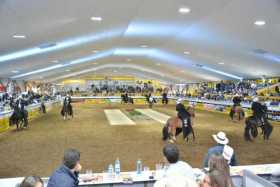 Se acerca la 62º Feria Equina de Manizales, Exposición Grado “A”