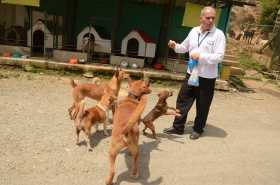 ¡Guaaau!, particulares acogen a perros callejeros en Manizales