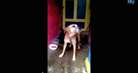 Paticas, perro maltratado