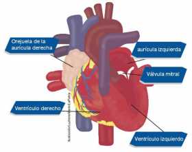 Corazón