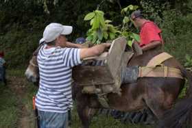 En la microcuenca de la vereda Cañaveral sembraron 12 especies nativas, entre ellas: acacias, arrayanes, guamos, churimos y arbo