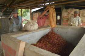 Mejora producción de café, pero siguen las dudas