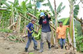 Cultivadores de plátano y banano, listos para asegurarse