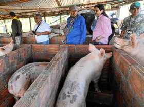 Criar cerdos es otro proyecto productivo de los excombatientes de las Farc. 