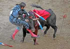 El torero español José María Mazanares fue embestido por el toro Pamplónico de 448 kilogramos. 