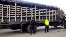 Policía de Caldas recuperó ganado robado