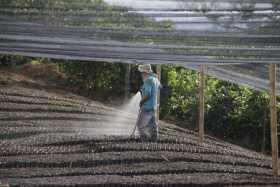 Desde Manizales la caficultura pedirá más renovación