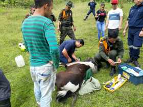 Caballo rodó por la vía Panamericana