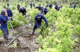 Aumentaron cultivos ilícitos en Colombia