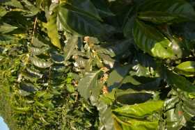 La poca florecencia de los cafetales a principio de año es la razón de la disminución de la producción de café. 