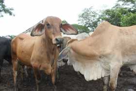 Exportan 8000 reses de ganado para sacrificio al Líbano
