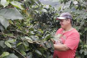 Producción de café supera cosecha del año pasado 