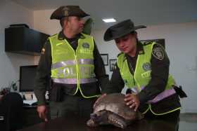 Tortuga morrocoy, de 15 kilos