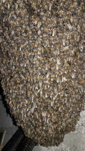 Bomberos controlaron abejas africanizadas en Marquetalia