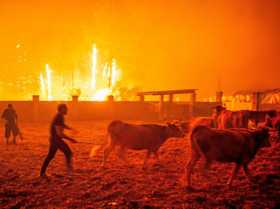 Hombres ponen a salvo el ganado. Esta nueva oleada de incendios se produce apenas cuatro meses después de la tragedia que afectó