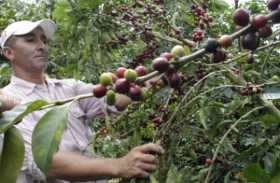 Cafeteros, en el pico de cosecha 