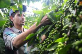  Producción de café llega a los 10 millones de sacos