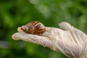 Caracol gigante africano