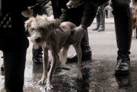 Pretenden cambiar las prácticas de manejo animal.