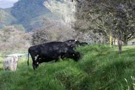 Árboles, aliados en su finca ganadera