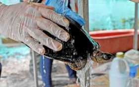Un hombre baña una tortuga afectada por el derramamiento de petróleo. 