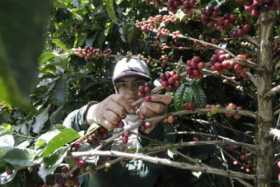 Cafeteros, más preocupados por el precio que por la OIC