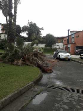 Árbol cayó sobre un vehículo en el barrio La Francia