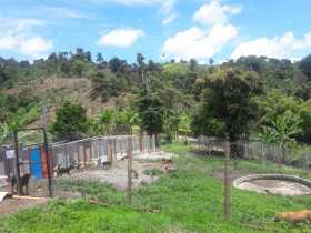 Coso de Palestina (Caldas)