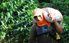 Gobierno anunció ayuda a cafeteros