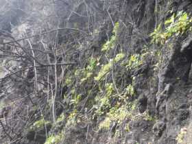 La vida resurge en ladera de Cerro Bravo 