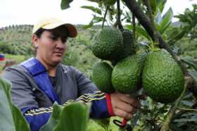 aguacate hass exportados a Estados Unidos