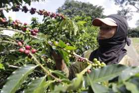 Esperan menor cosecha de café este semestre