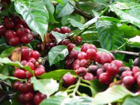 14,2 millones de sacos, la producción de café en el 2017 