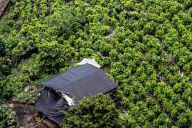 Colombia dará tierras a 7 mil 300  familias que dejen cultivos ilícitos