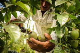 Productores colombianos podrán exportar cítricos dulces a EE.UU