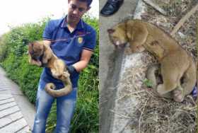 Habitantes de La Marina encontraron muerto al perro de monte al lado de un poste.