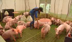 Paola Tatiana López, del área de porcinos del SENA, distribuye en corrales a los cerdos que tienen en la institución para proteg