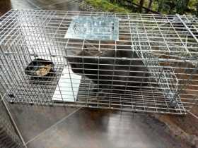 Gato atrapado en conjunto Valles de La Florida. 