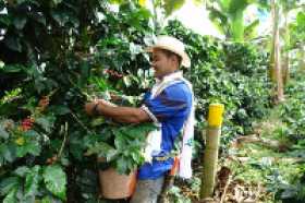 Caldas, con regular cosecha de mitaca 